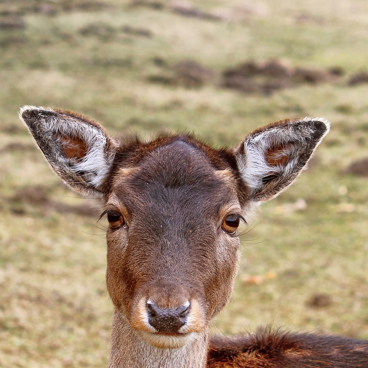 roe deer fallow deer forest free photo