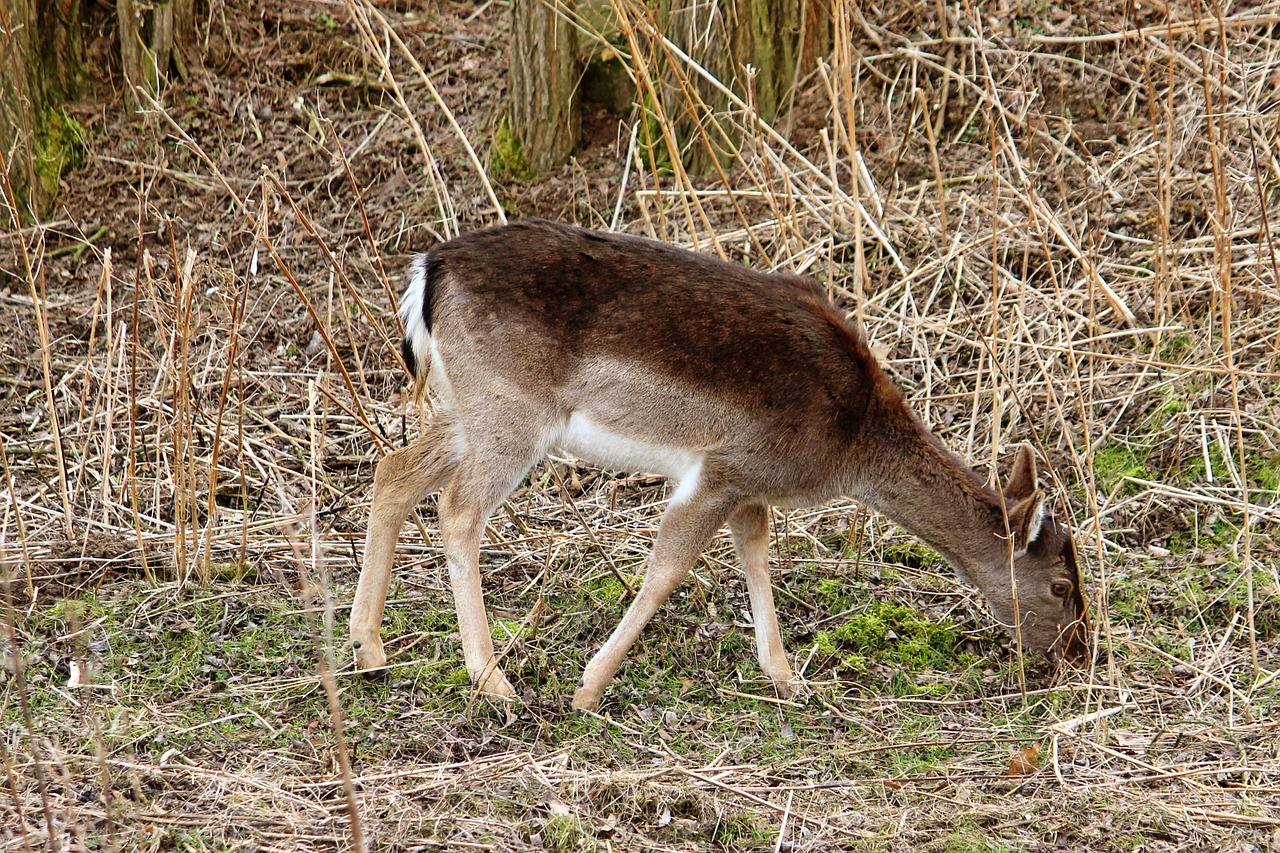 roe deer eat forest free photo