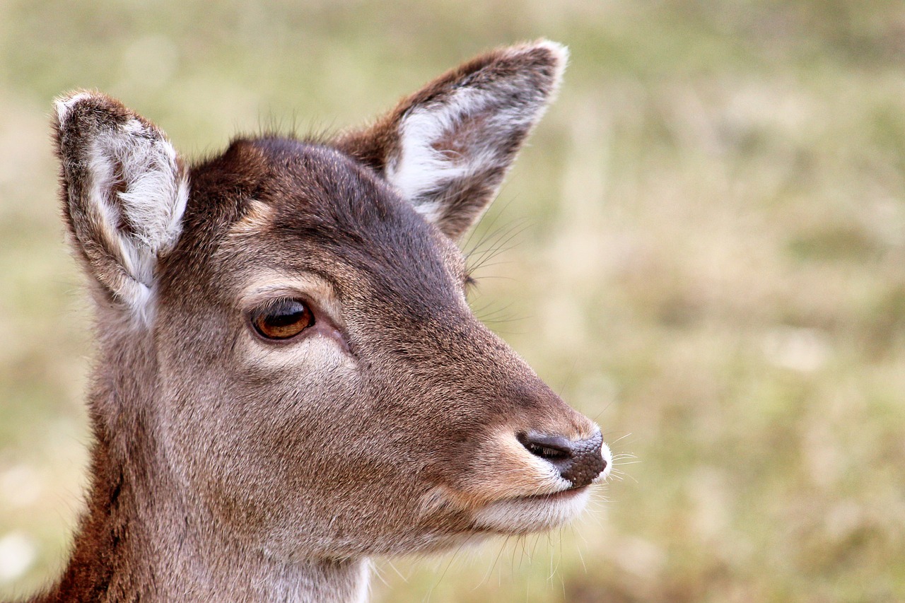 roe deer fallow deer animal portrait free photo