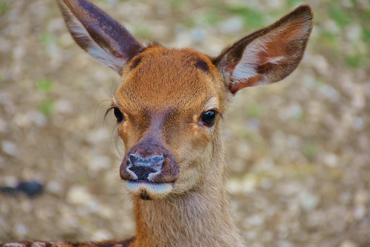 roe deer kitz wild free photo