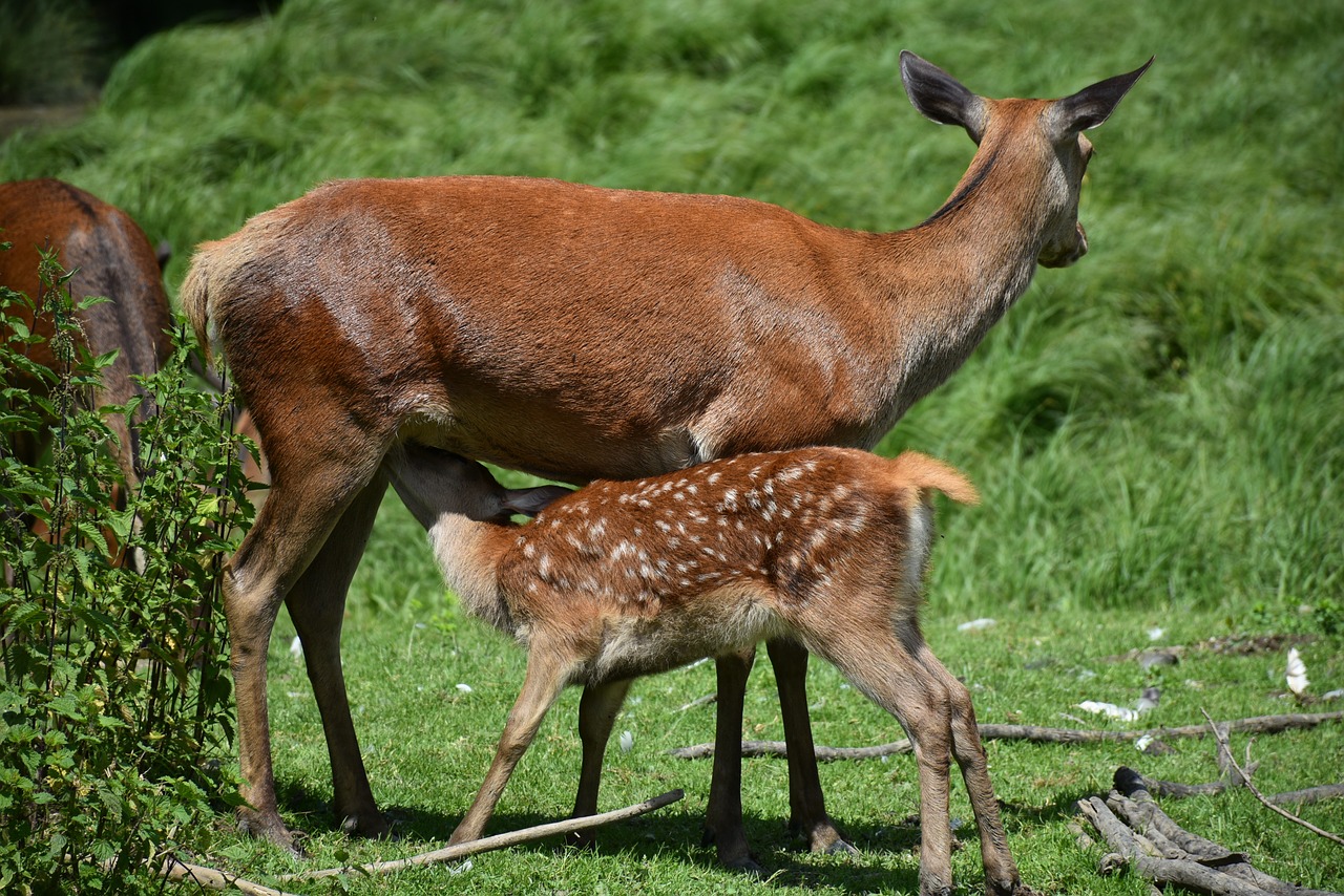 roe deer kitz young free photo