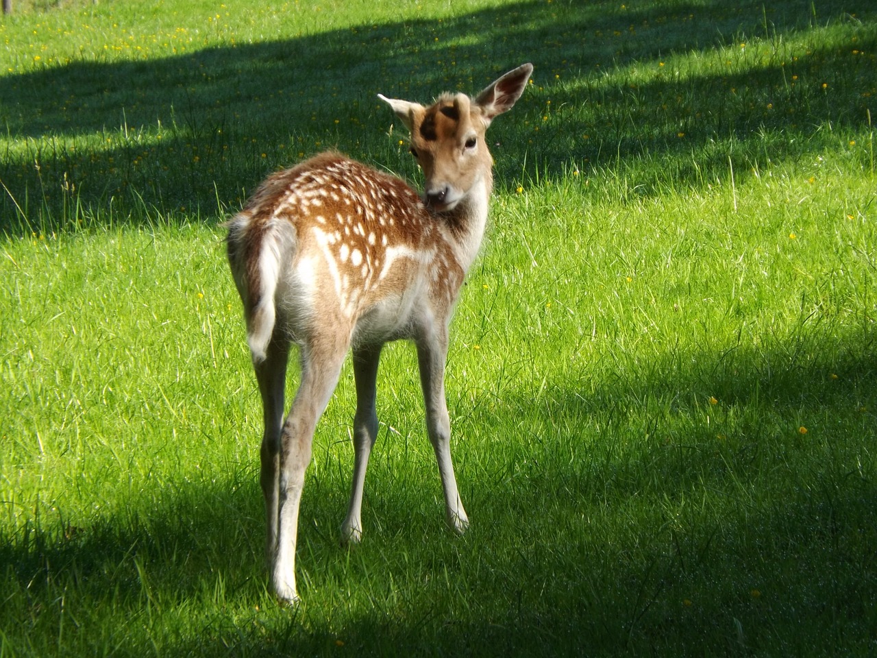 roe deer kitz fawn free photo