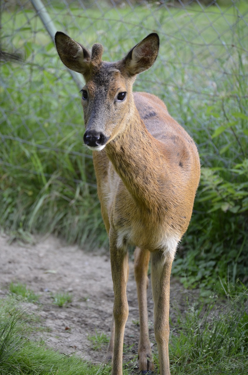 roe deer eyes attention free photo