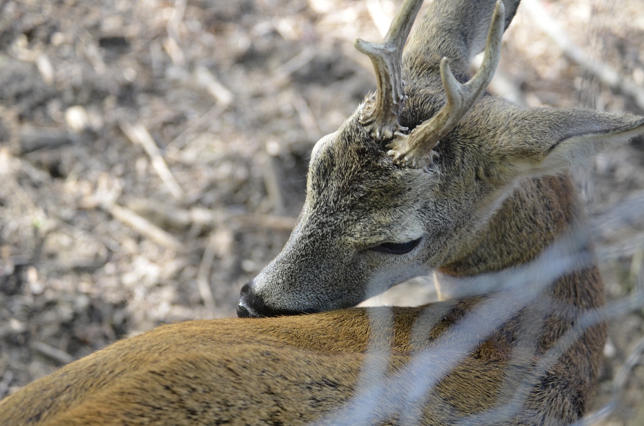 roe deer hirsch antler free photo