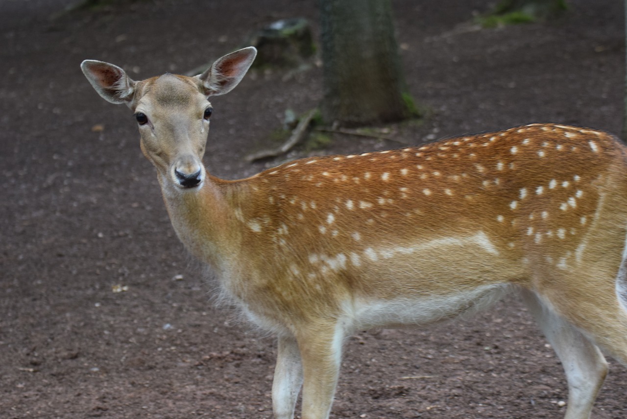 roe deer animals wild free photo