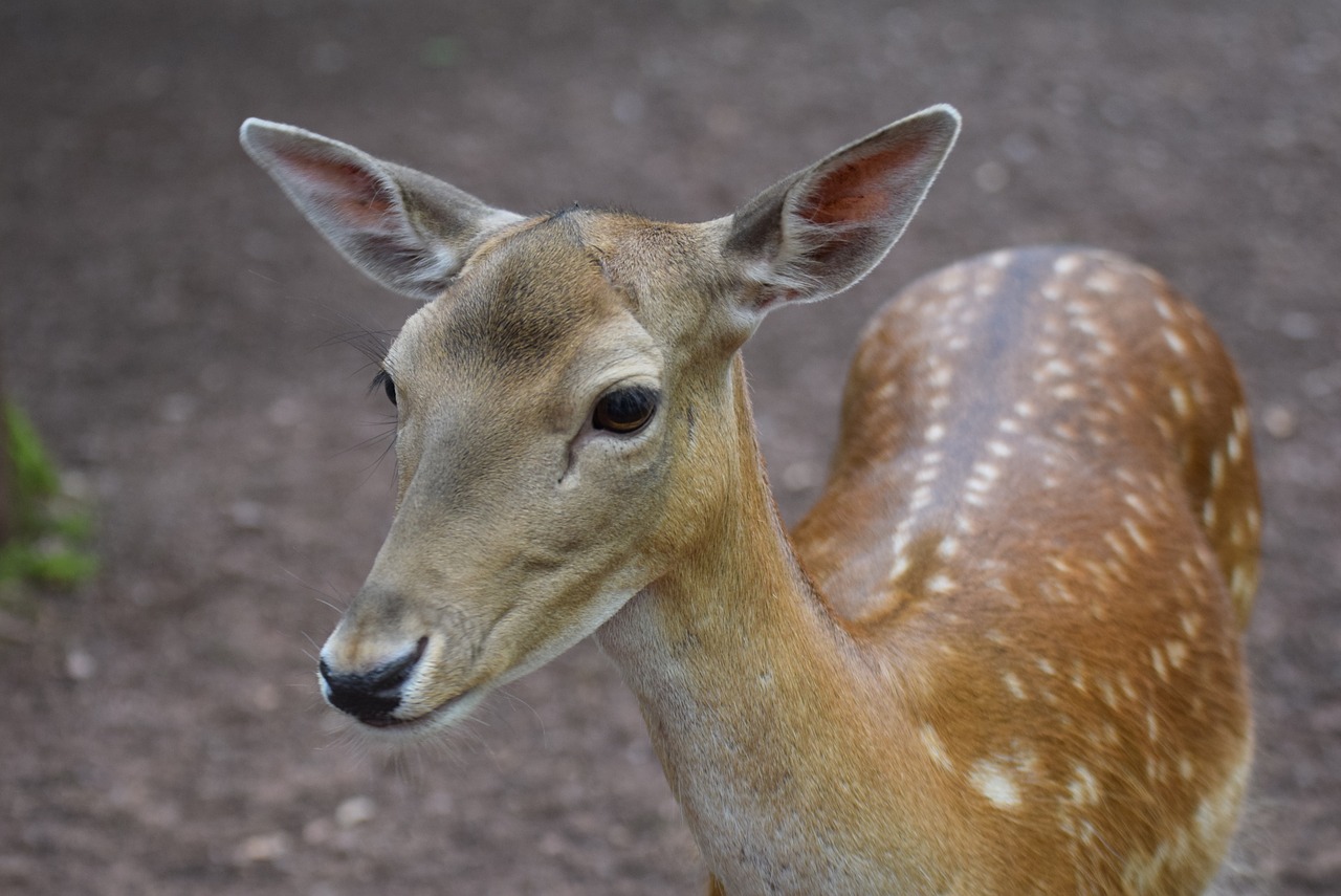 roe deer animals forest free photo