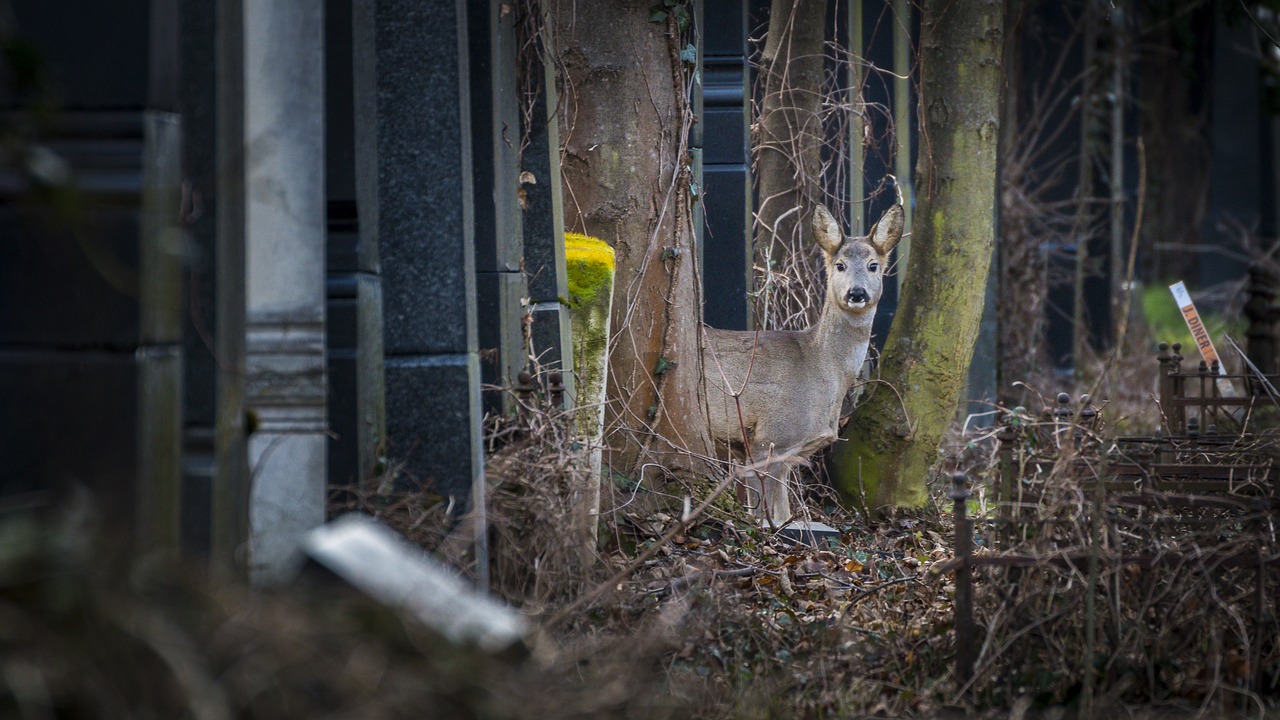 roe deer cemetery nature free photo