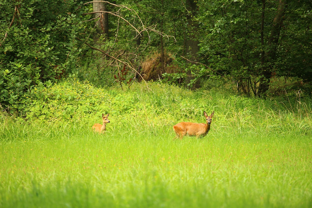 roe deer wild forest free photo