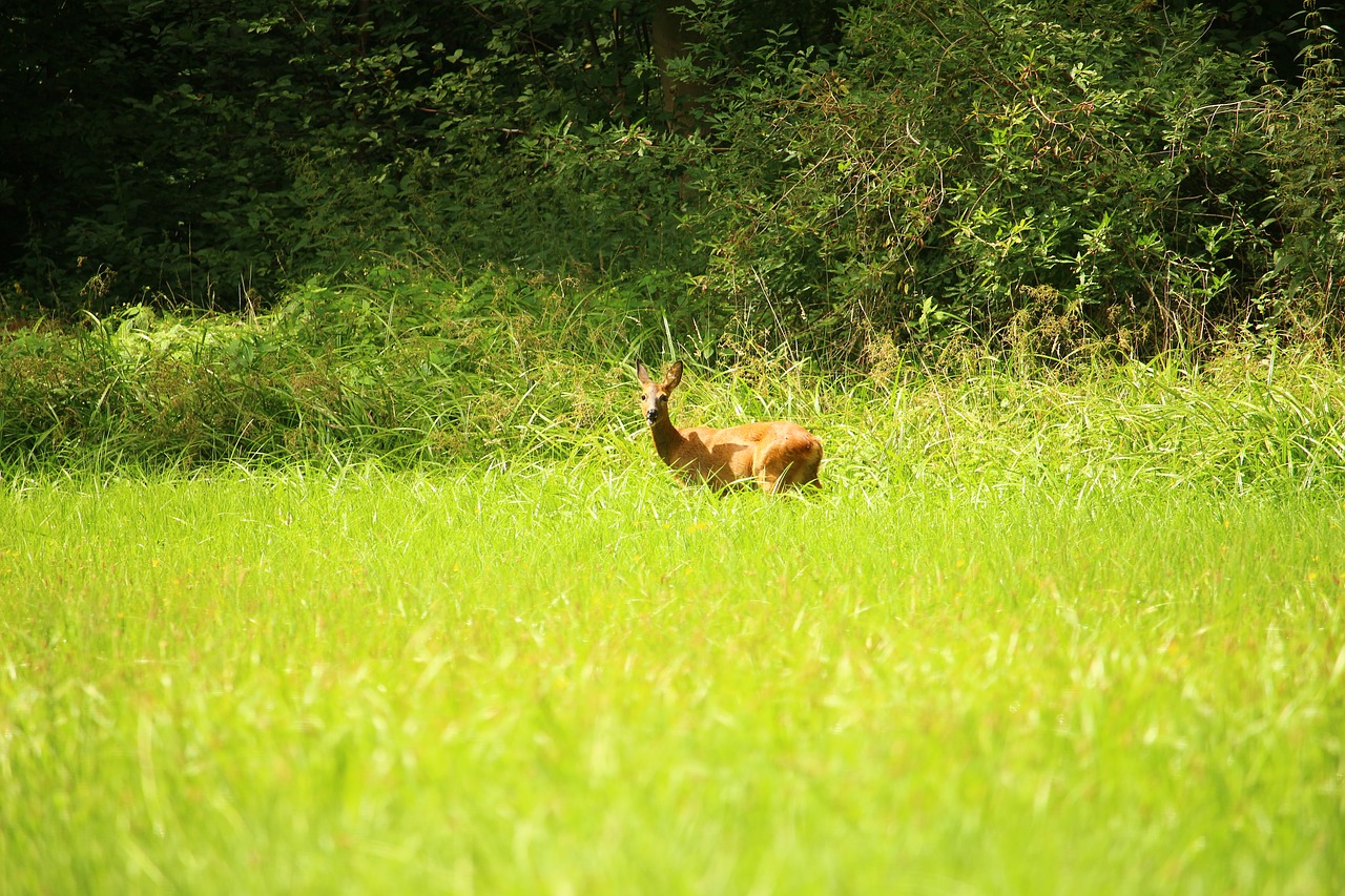 roe deer wild forest free photo