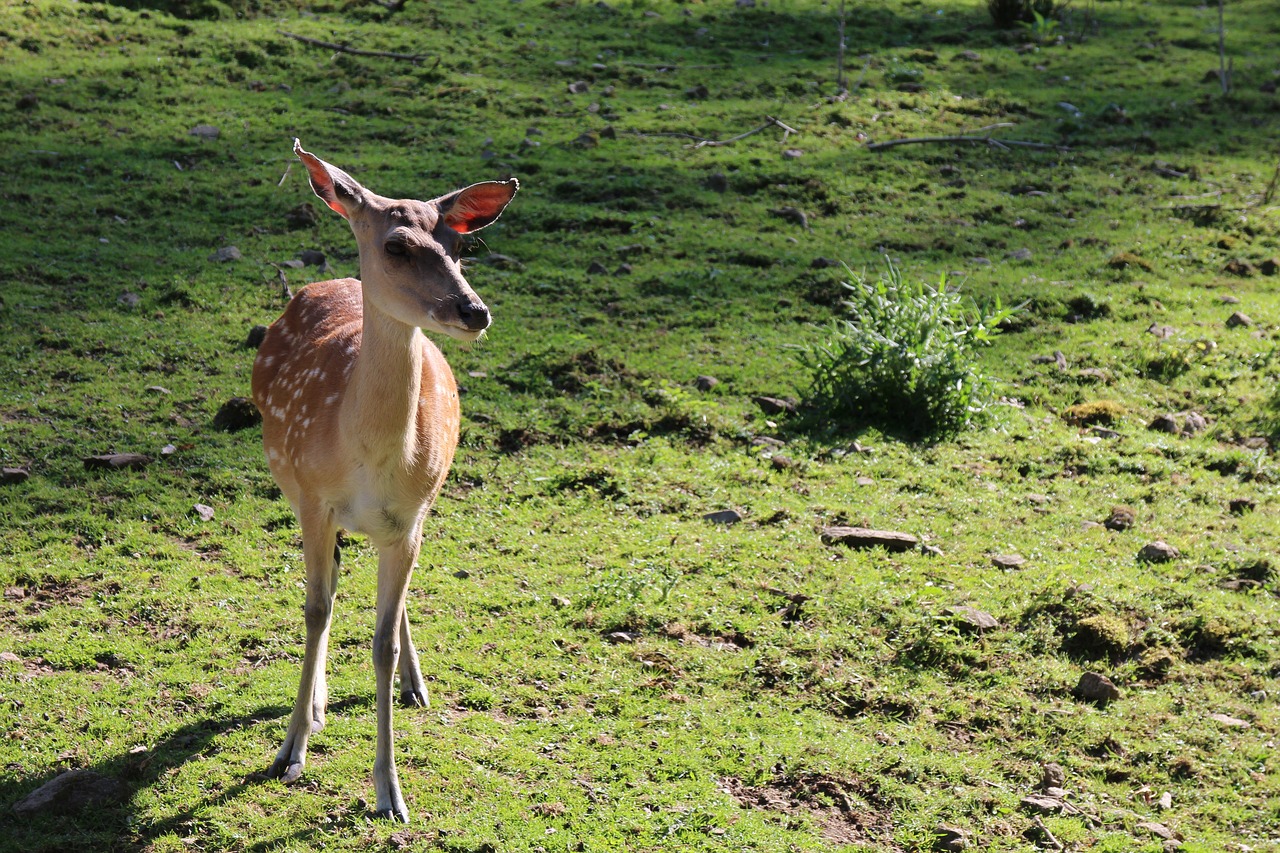 roe deer bambi hirsch free photo