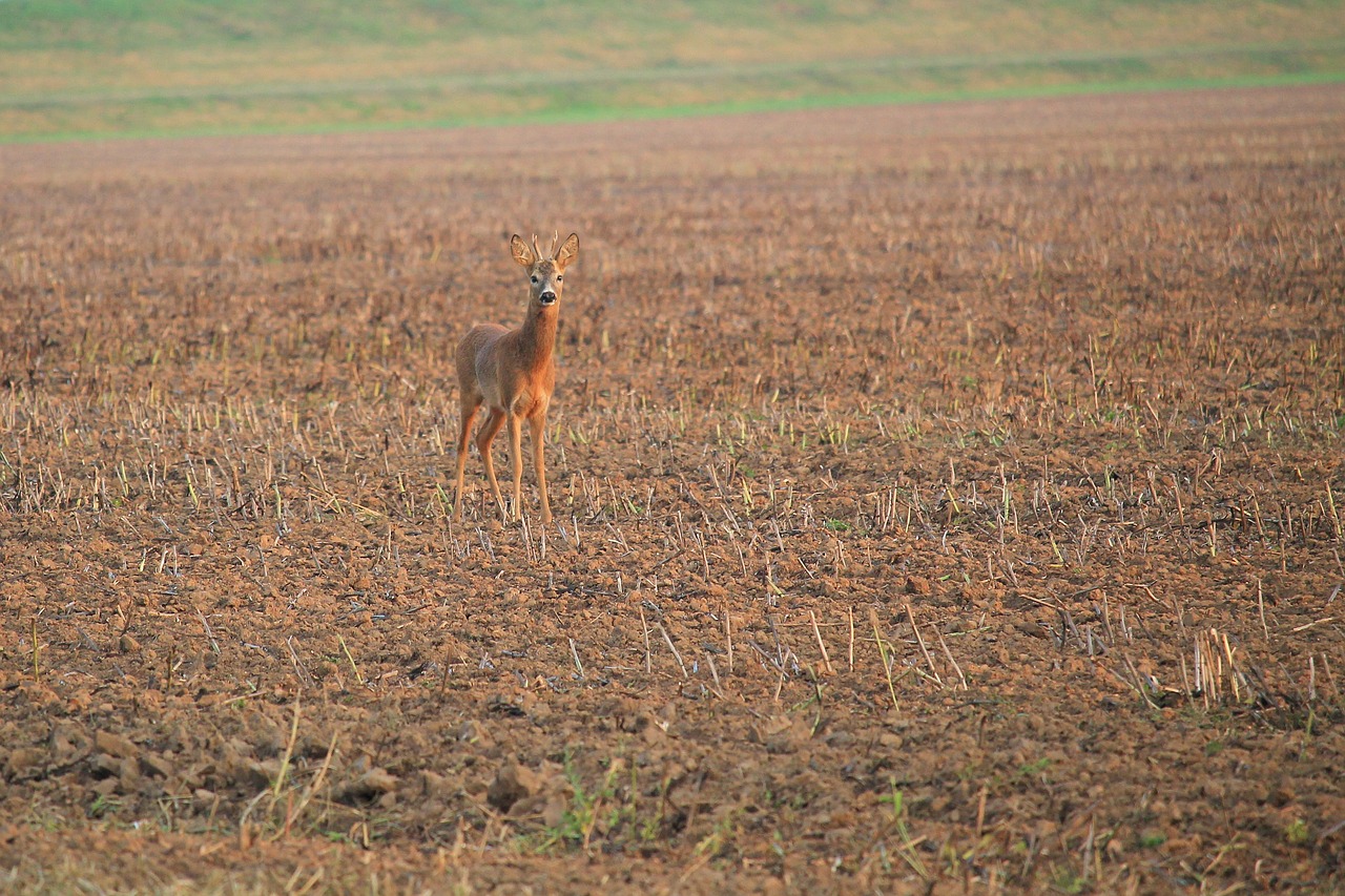 roe deer fallow deer stubble free photo