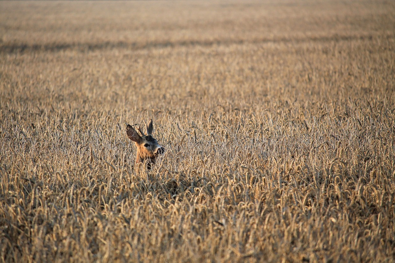 roe deer fallow deer cornfield free photo