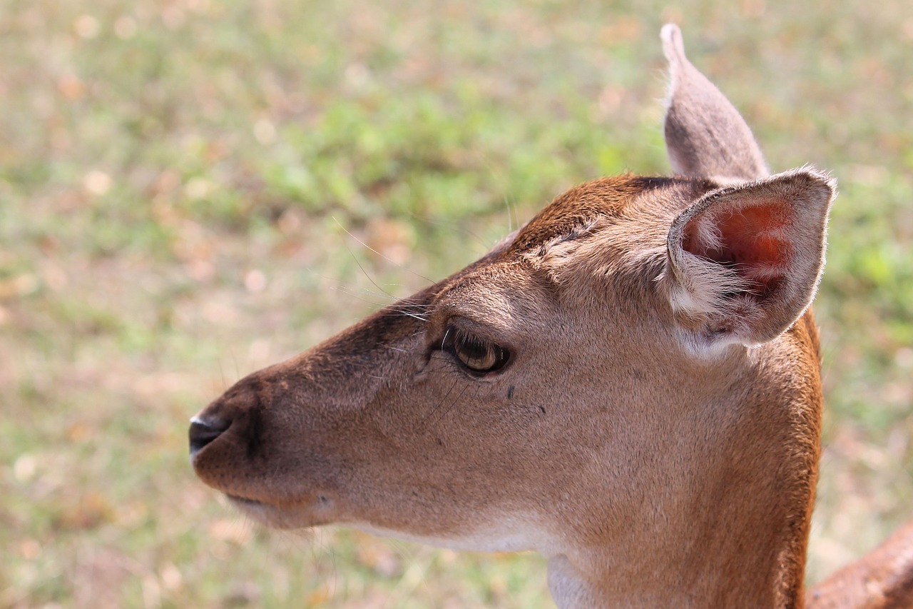 roe deer fallow deer nature free photo