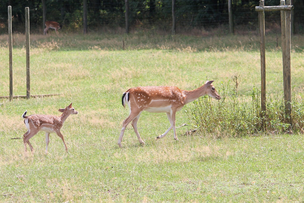 roe deer fallow deer nature free photo