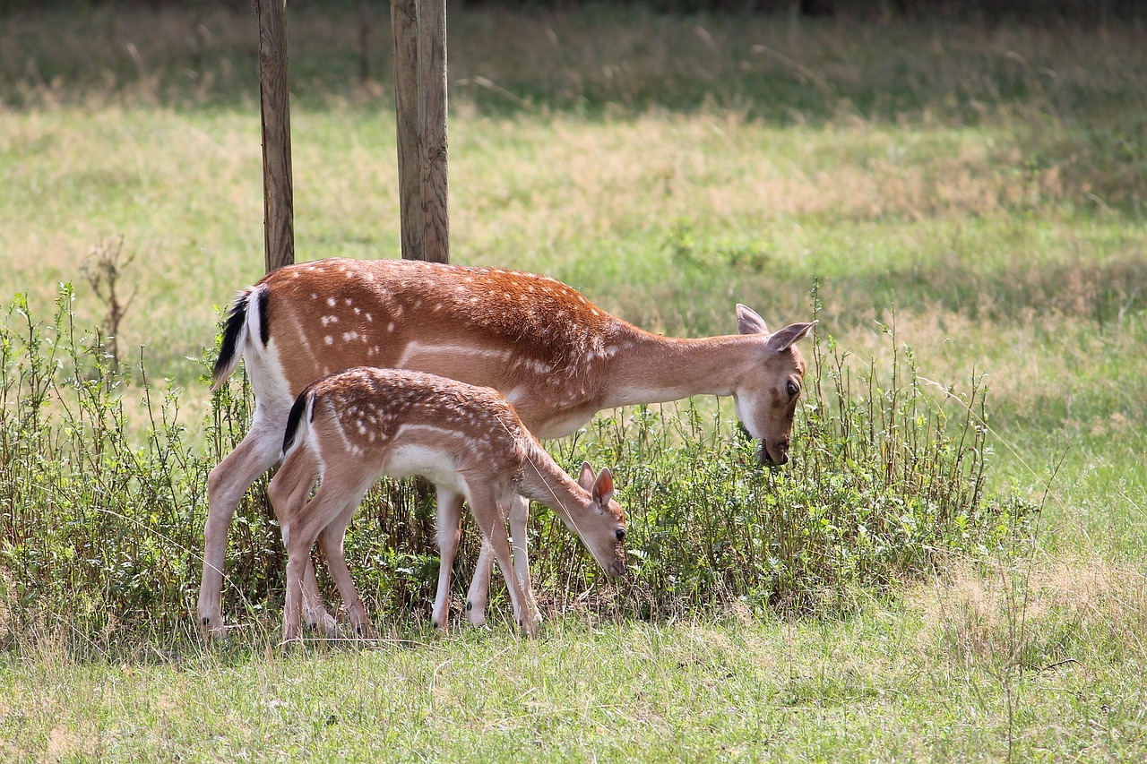 roe deer kitz fallow deer free photo