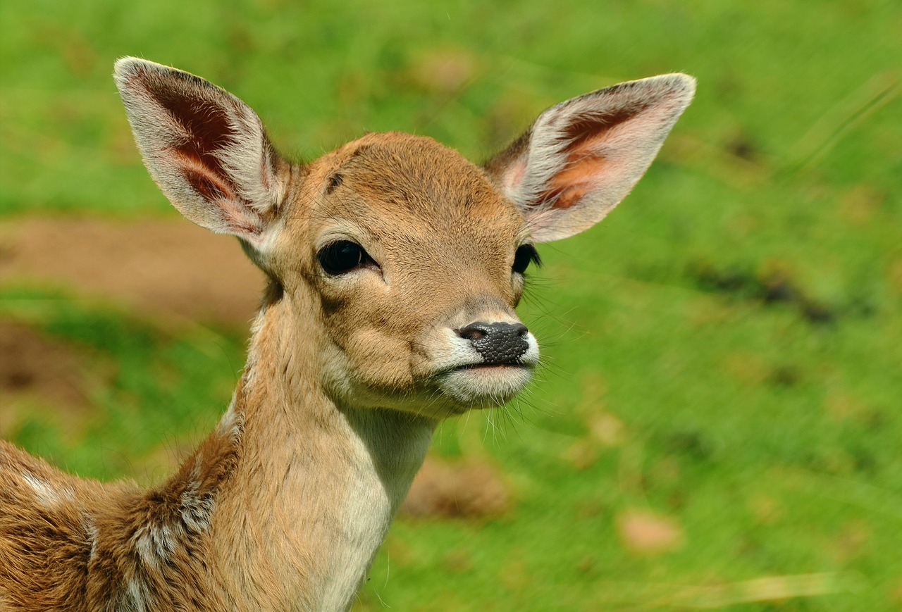 roe deer fawn kitz free photo