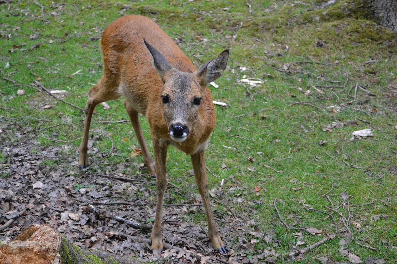 roe deer zoo animal world free photo