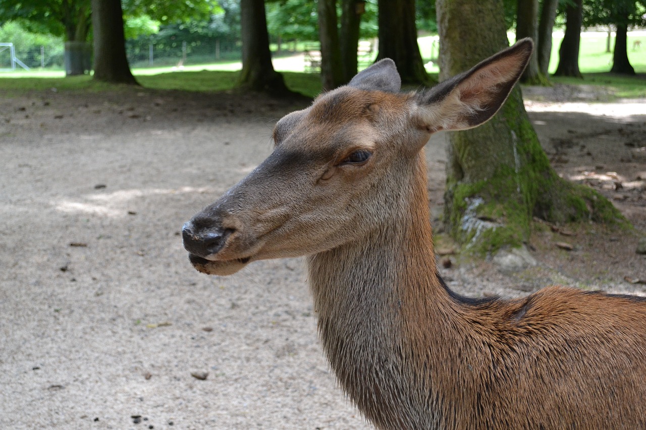 roe deer zoo animal world free photo