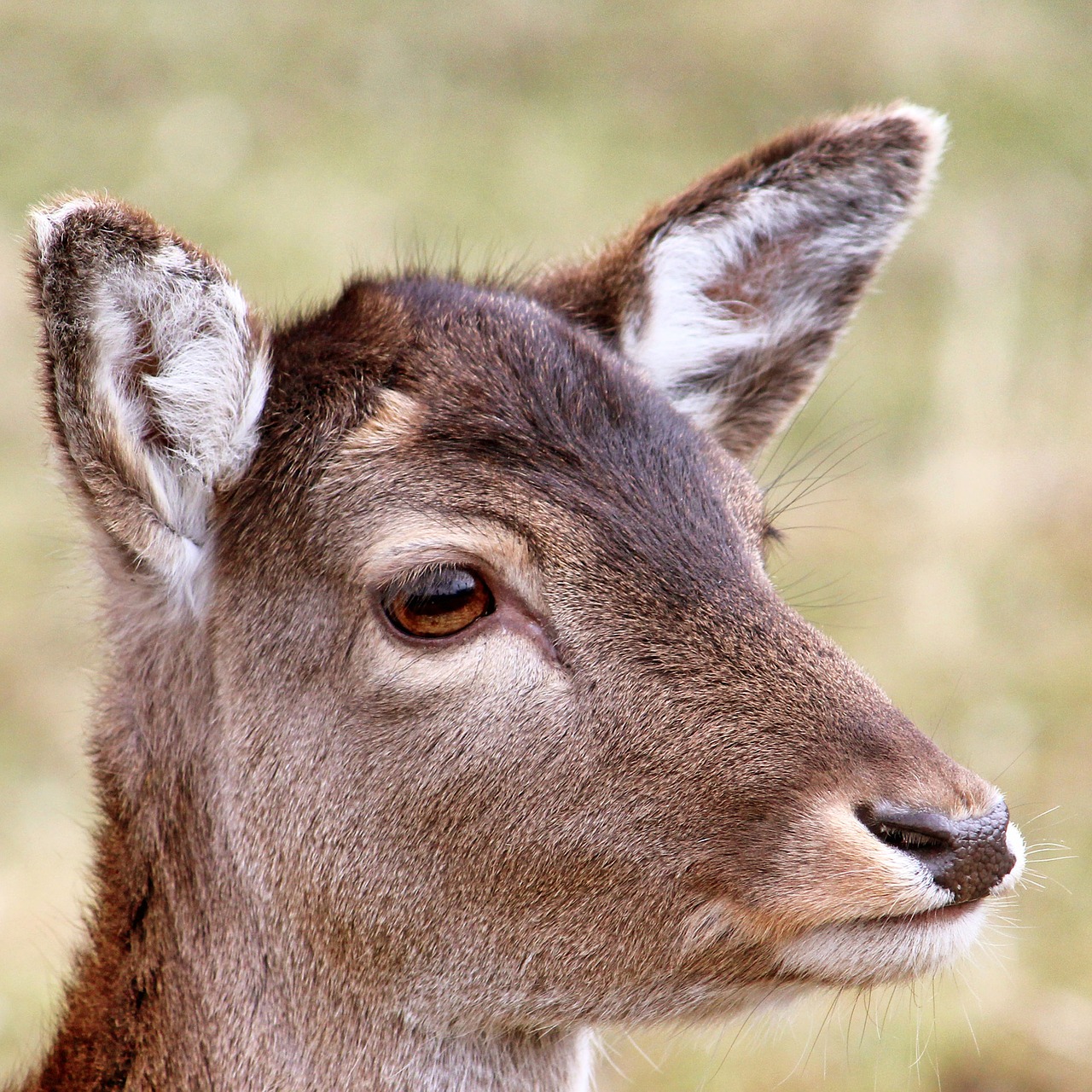 roe deer forest wild free photo