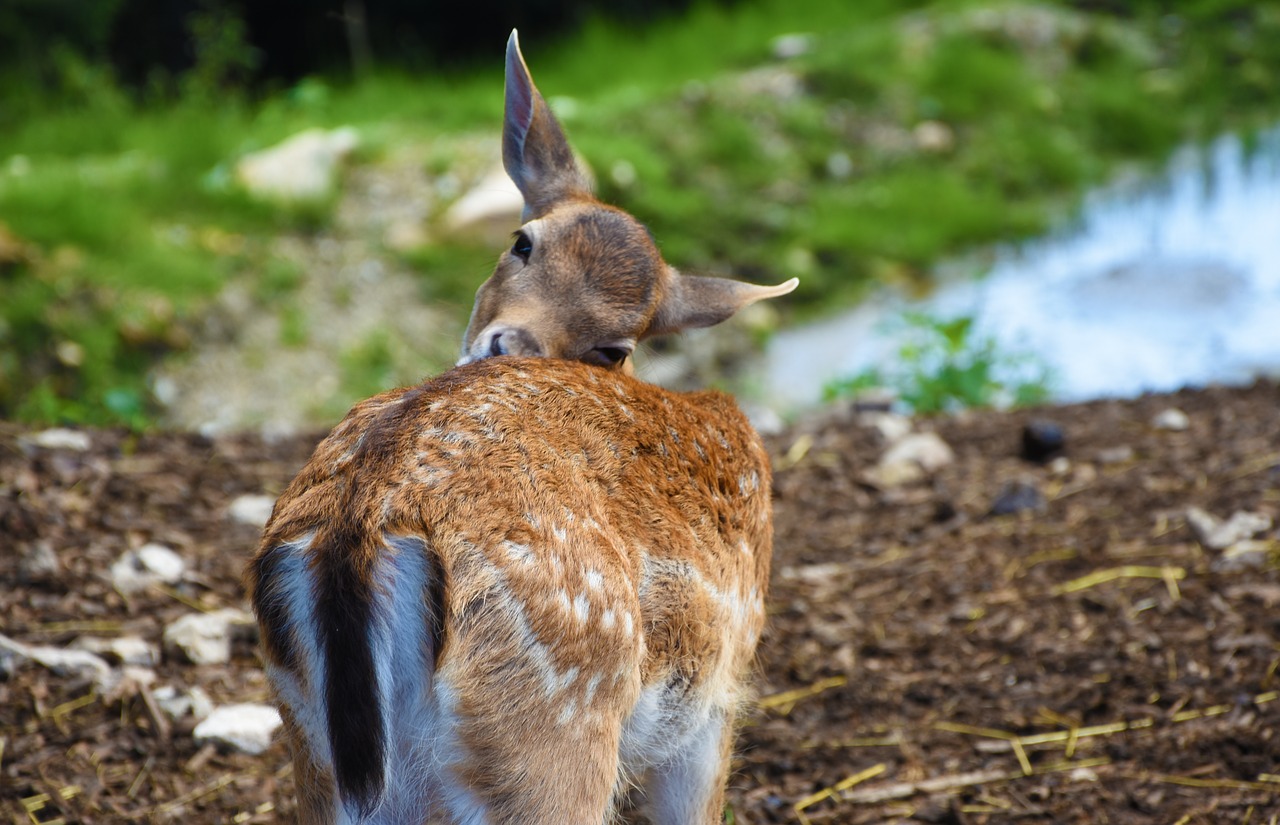 roe deer animal wild free photo