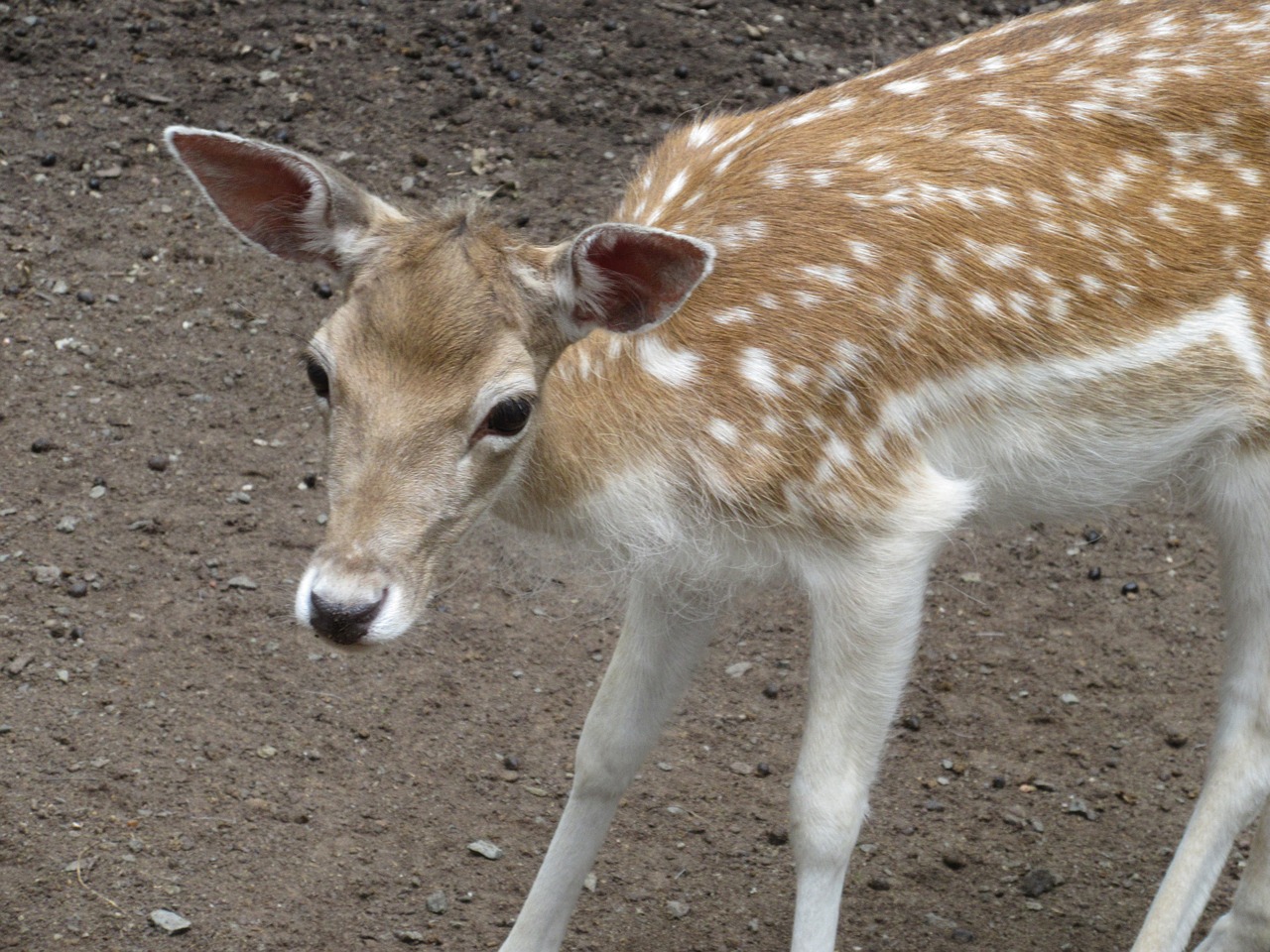 roe deer bambi curious free photo