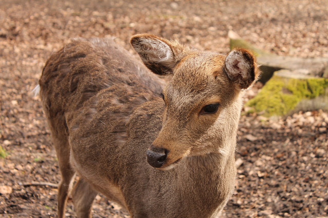 roe deer kitz nature free photo