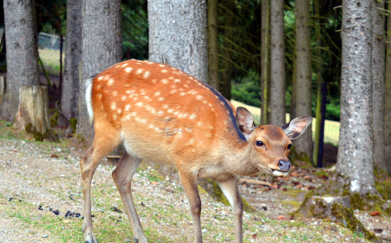 roe deer wild fallow deer free photo