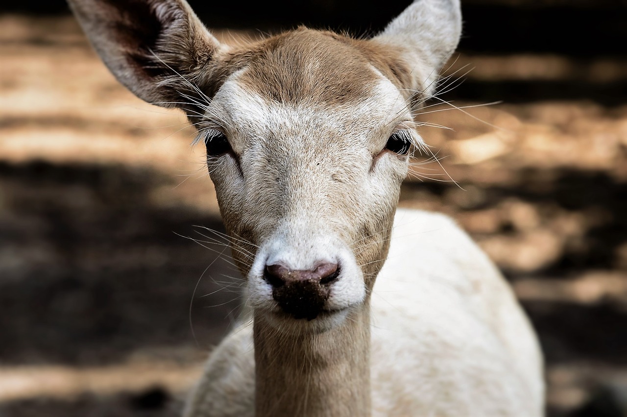 roe deer wild fallow deer free photo