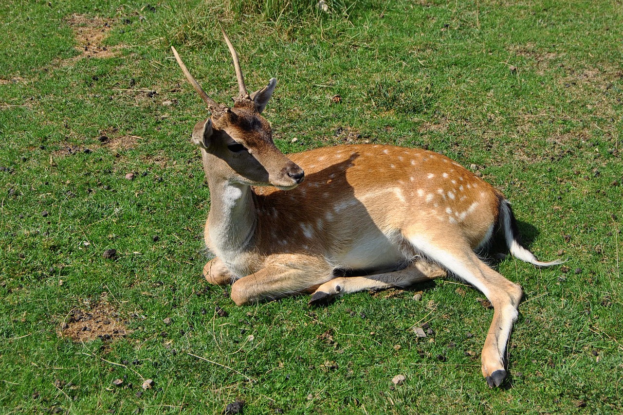 roe deer young concerns free photo