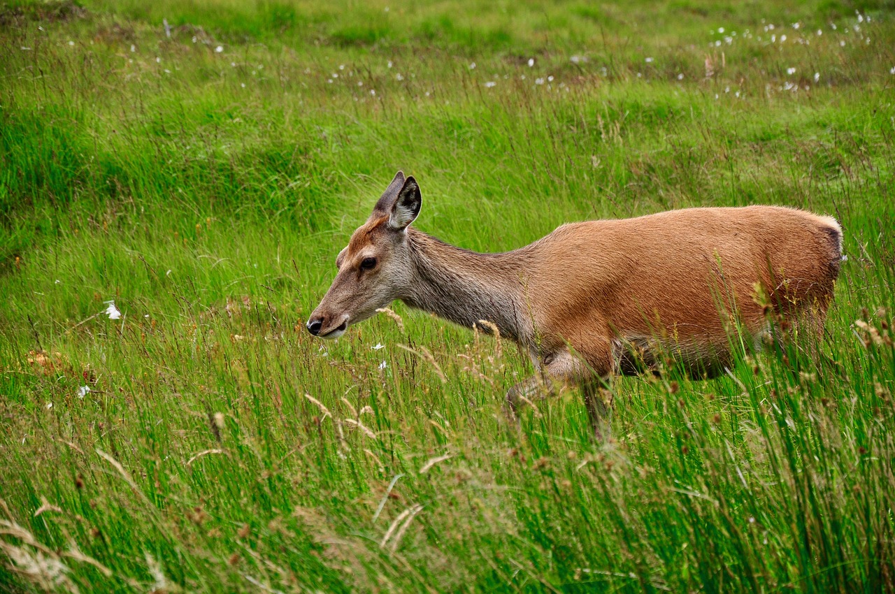 roe deer wild nature free photo