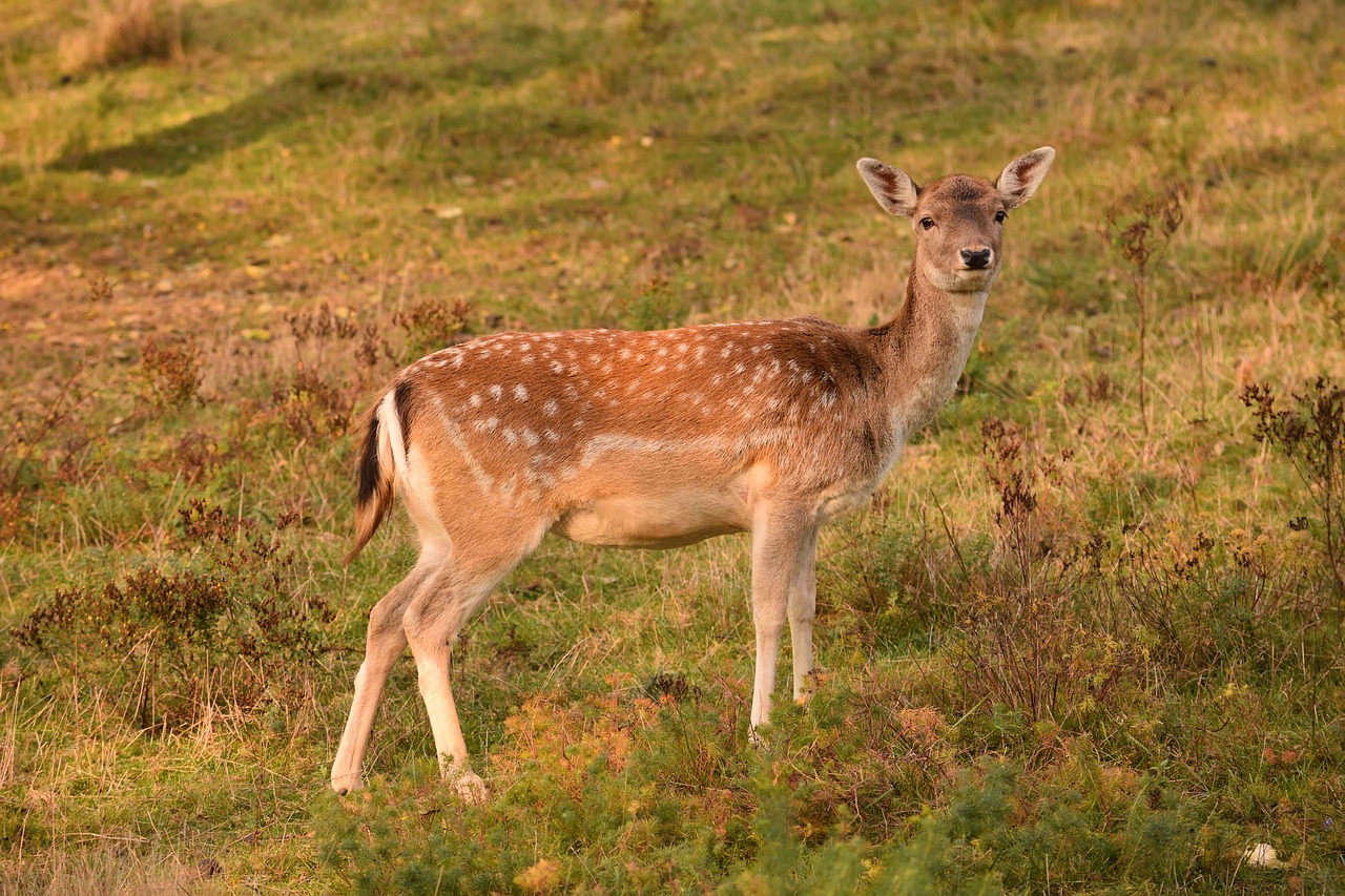 roe deer damkuh fallow deer free photo