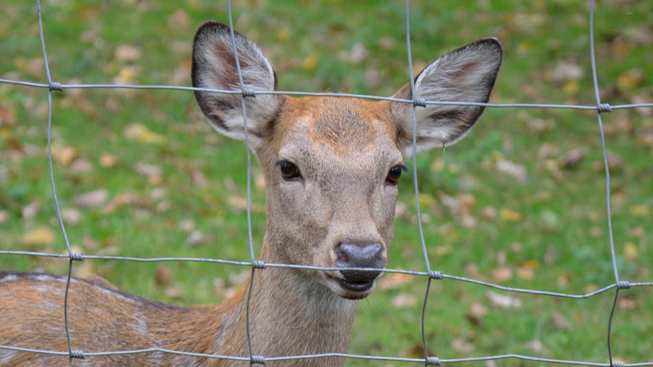 roe deer nature animal enclosures free photo