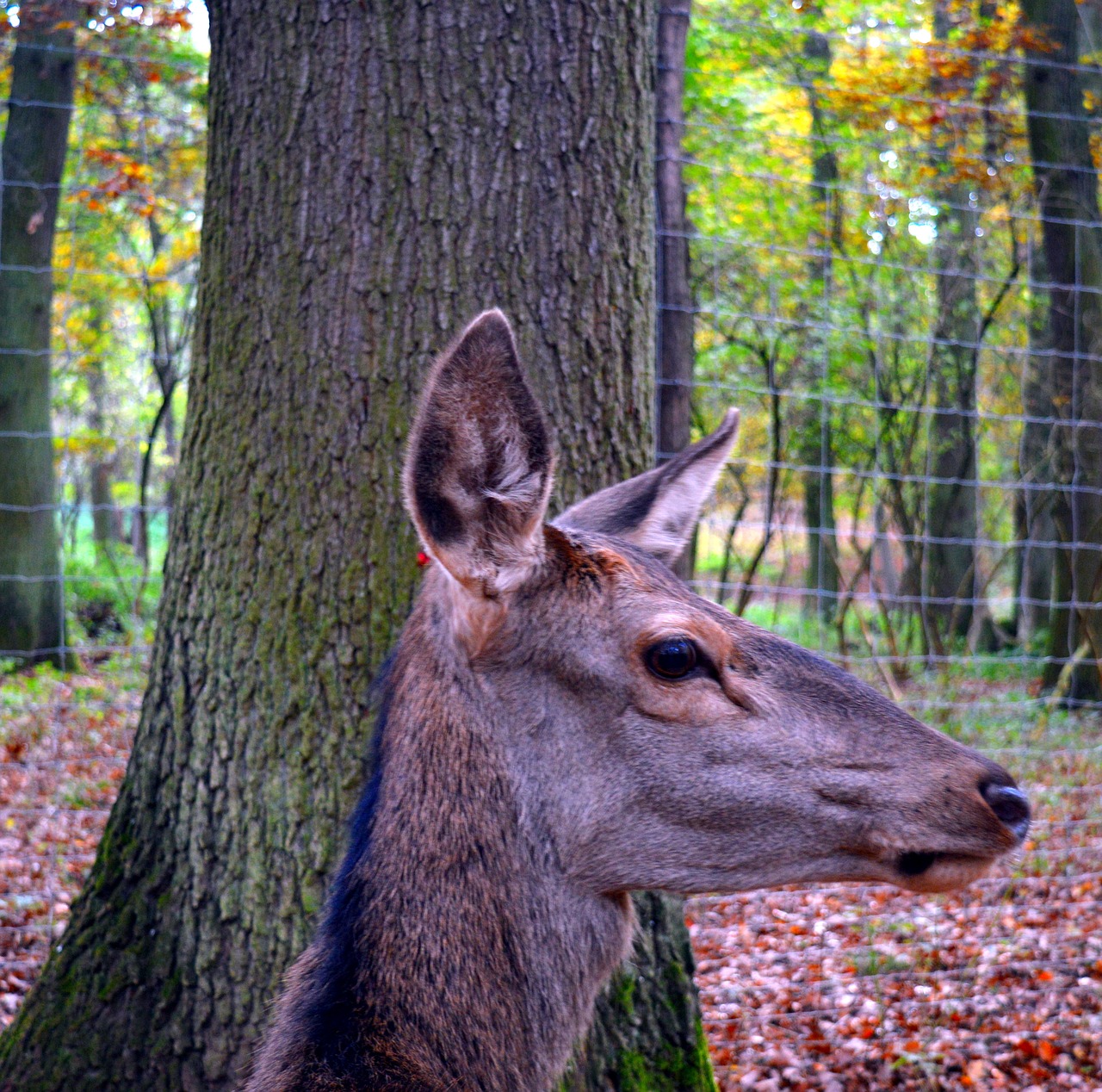 roe deer wild scheu free photo
