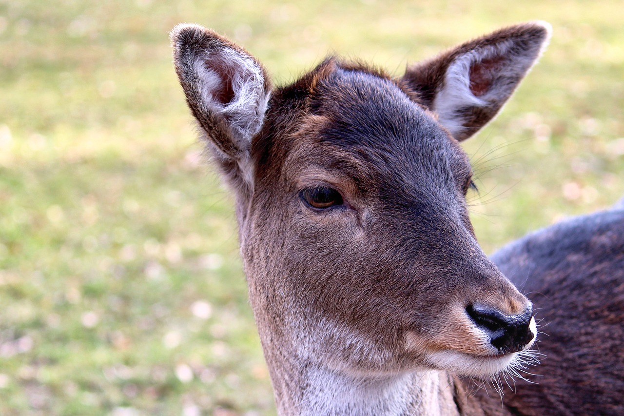 roe deer fallow deer wild free photo