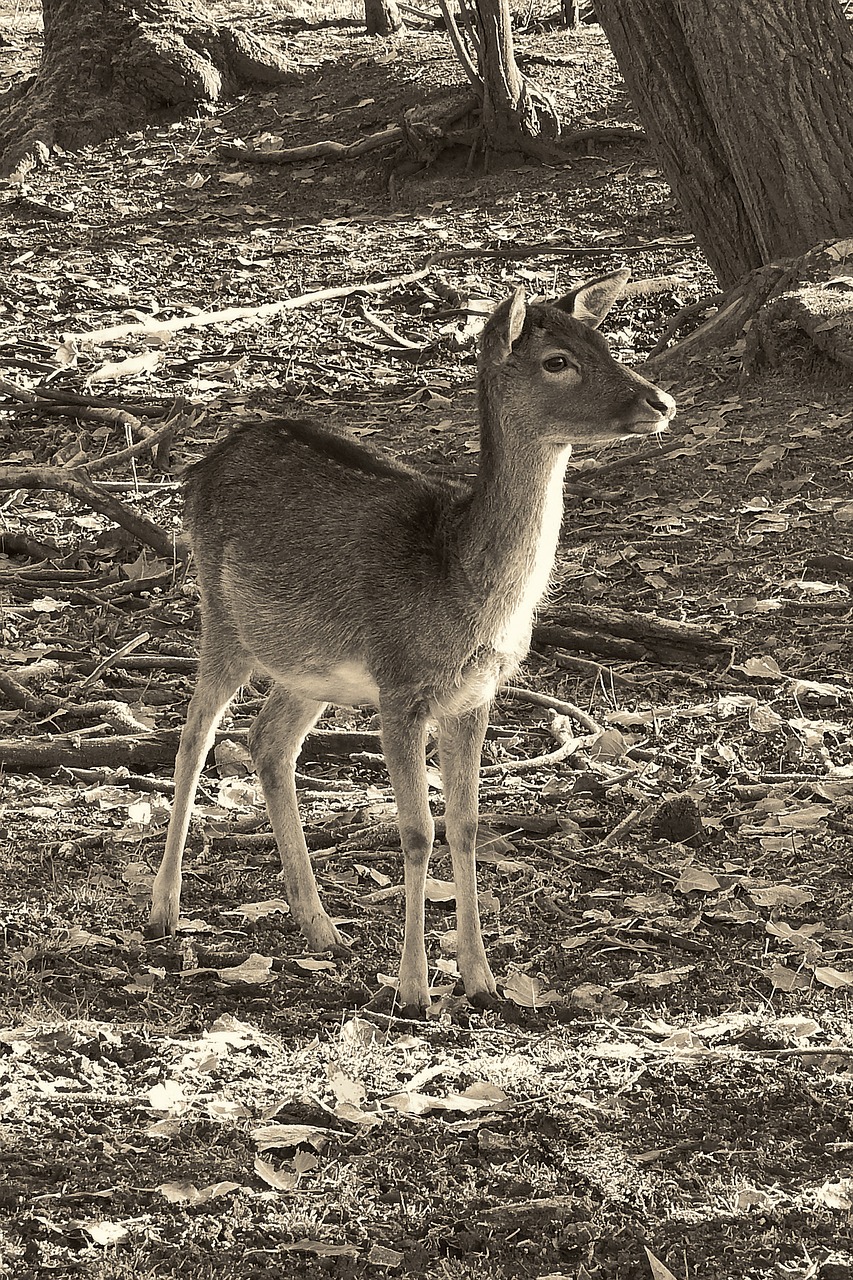 roe deer fallow deer forest free photo