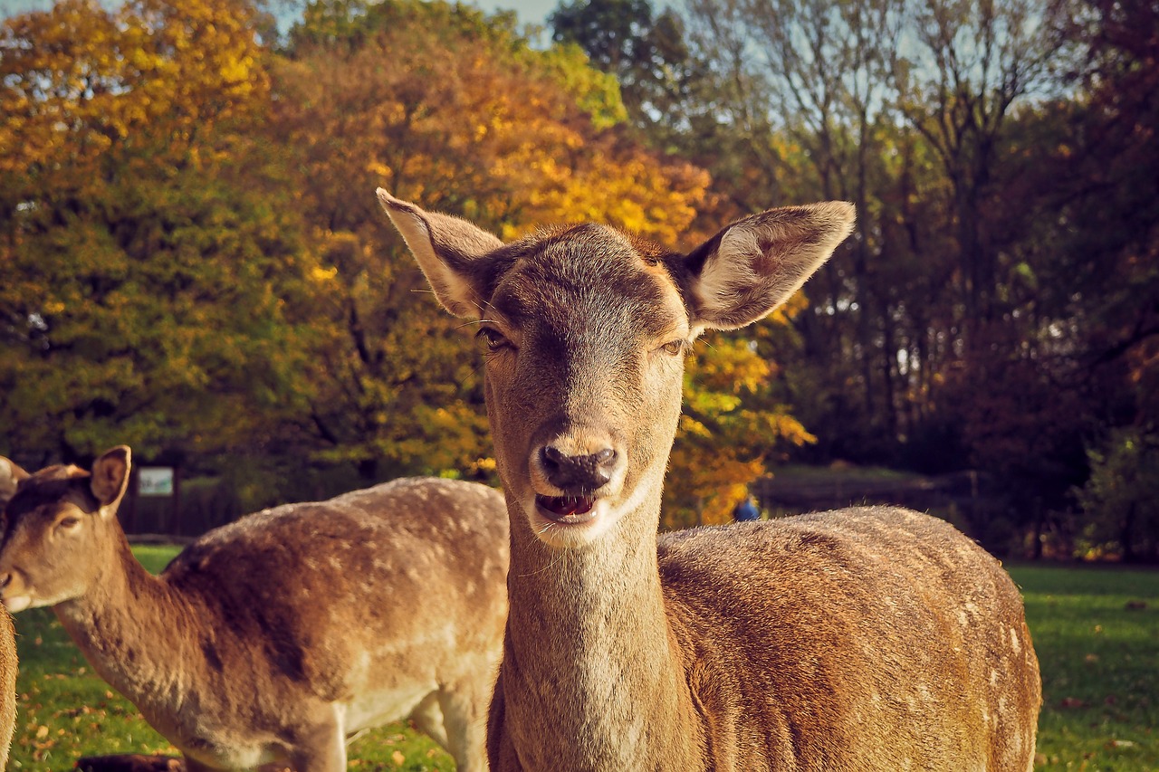 roe deer animal wild free photo