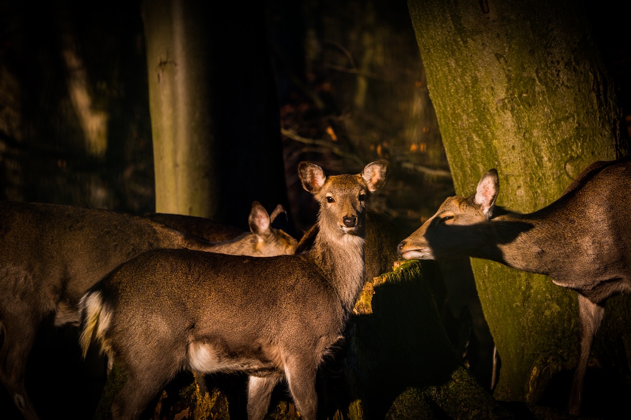 roe deer hirsch red deer free photo