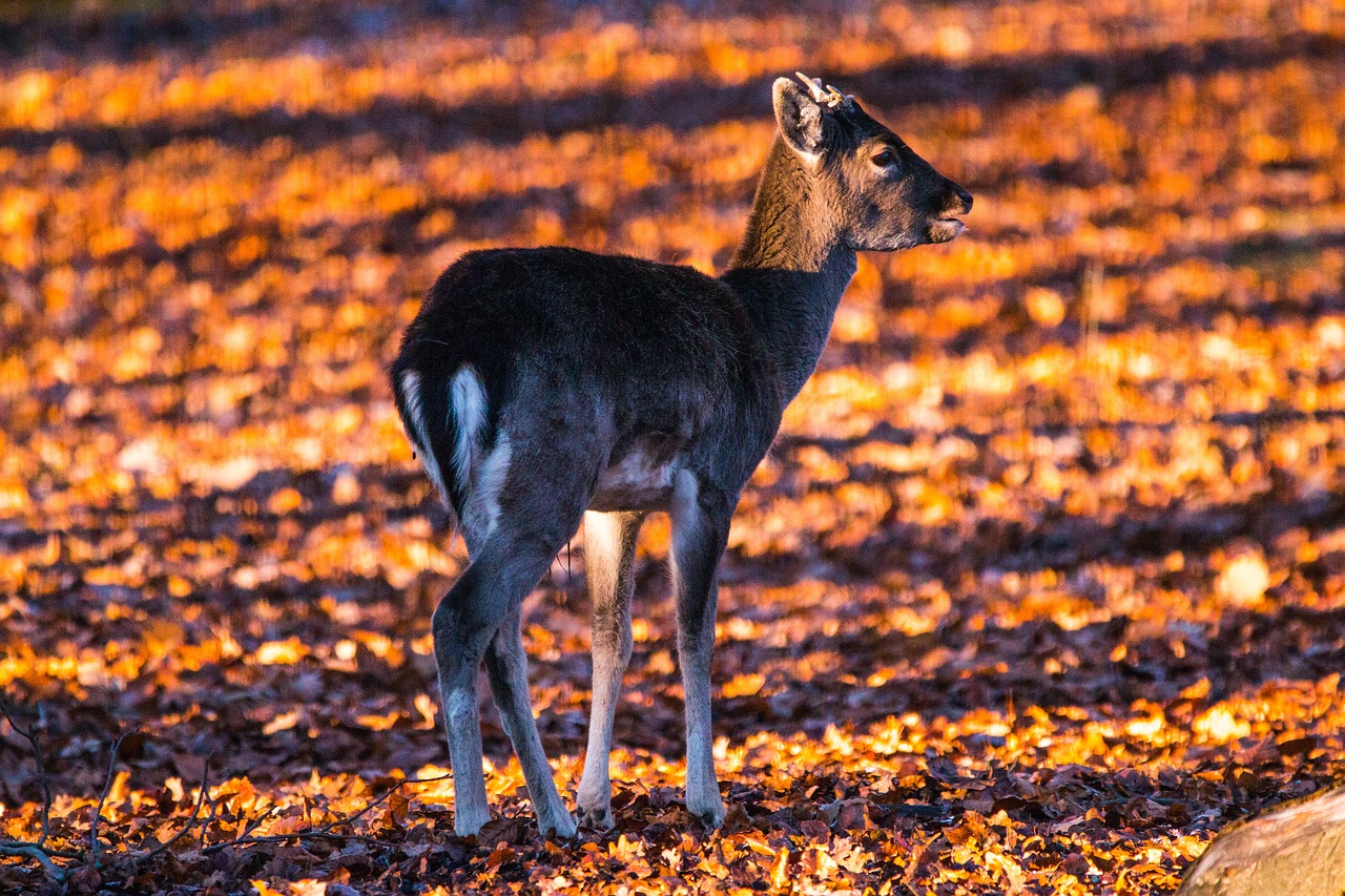 roe deer hirsch red deer free photo