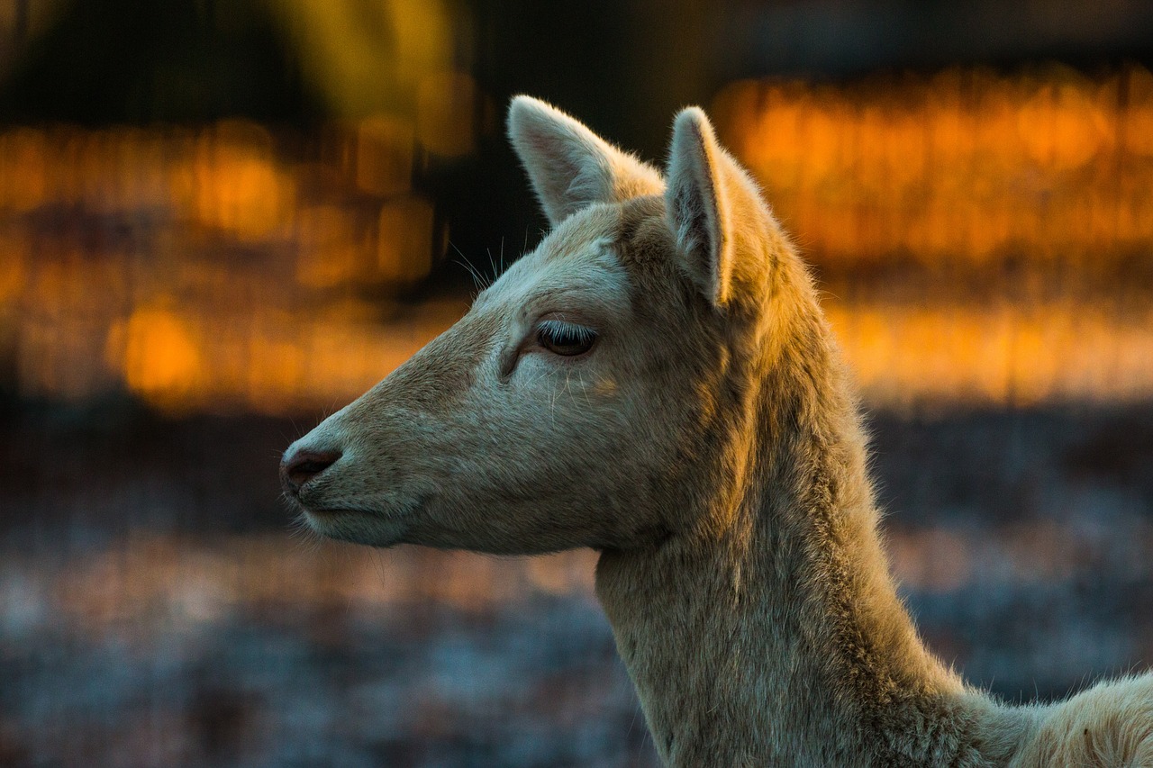 roe deer hirsch red deer free photo