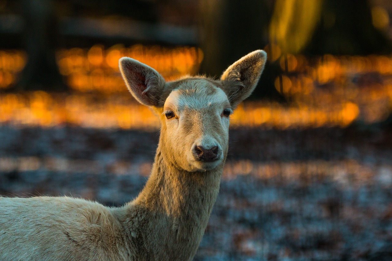 roe deer hirsch red deer free photo