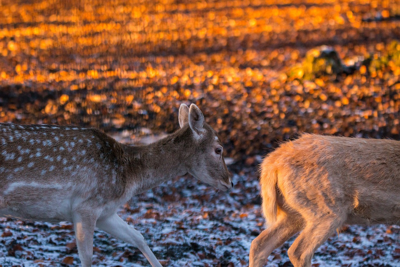 roe deer hirsch red deer free photo