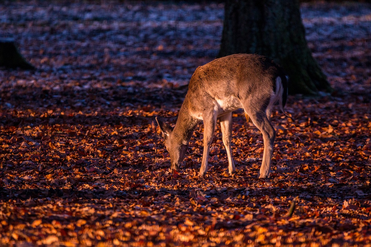 roe deer hirsch red deer free photo