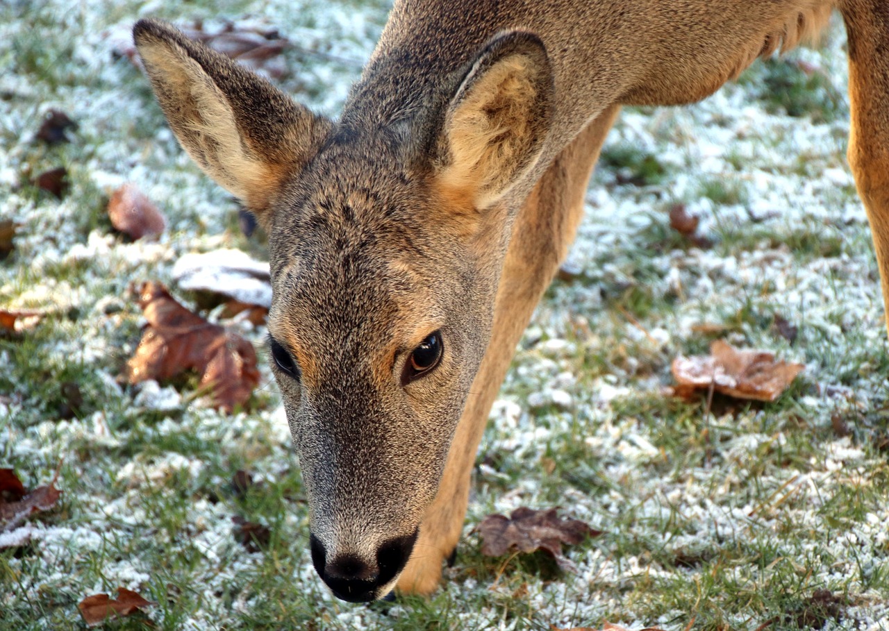 roe deer wild nature free photo