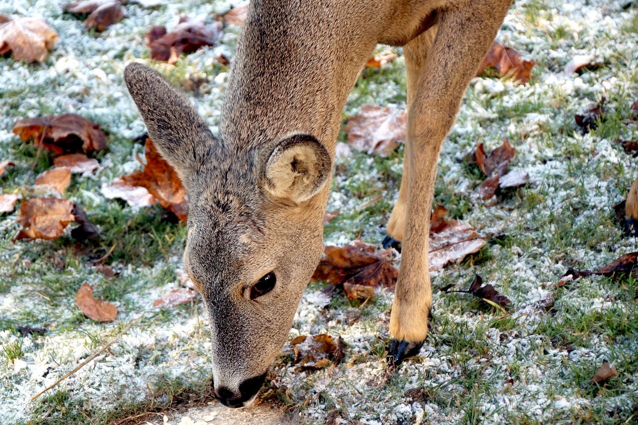 roe deer wild nature free photo