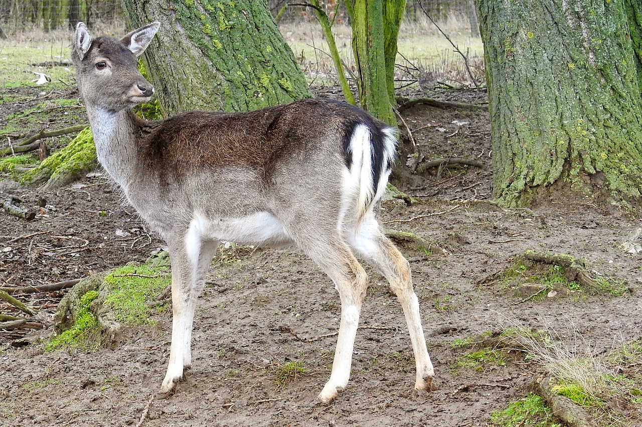 roe deer forest fallow deer free photo