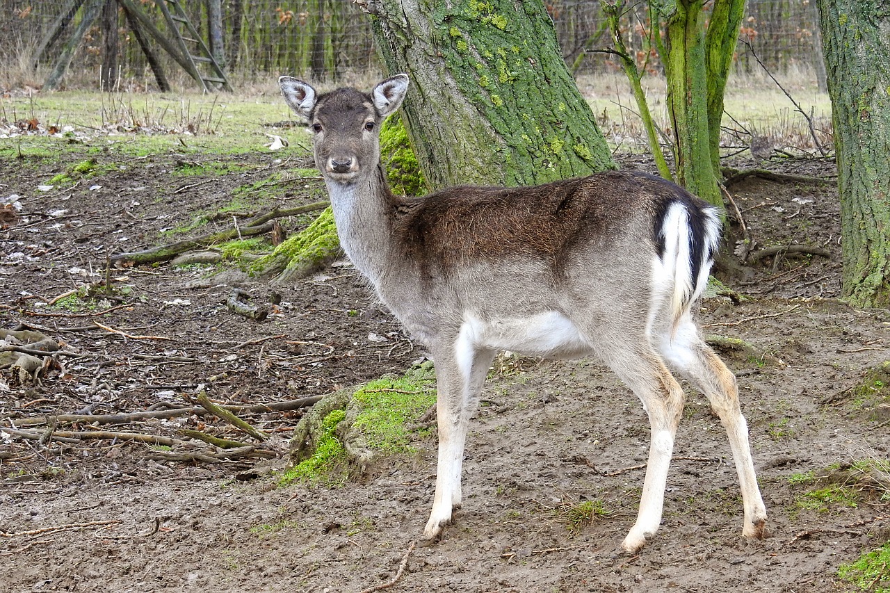 roe deer forest fallow deer free photo