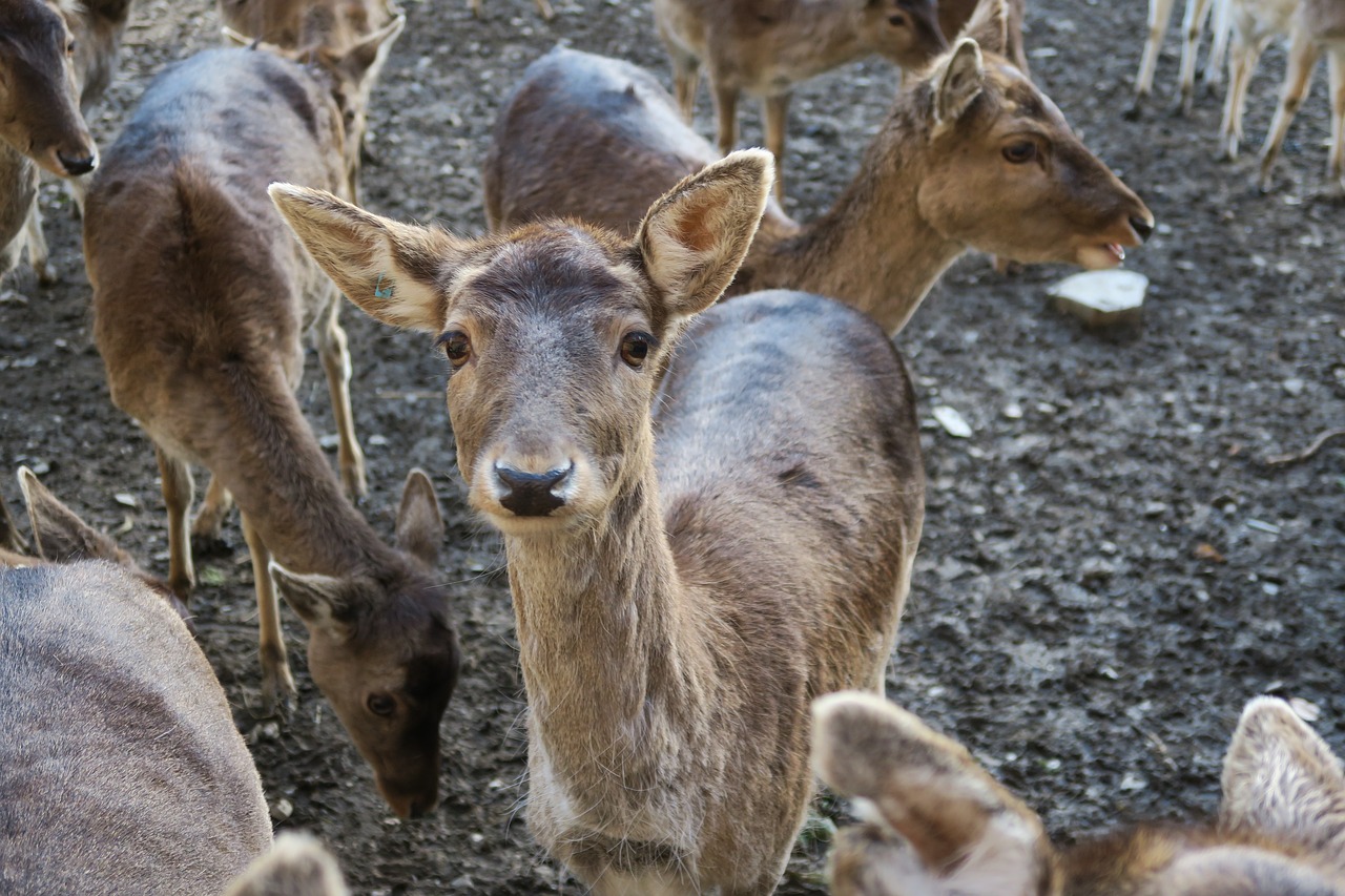 roe deer animal nature free photo