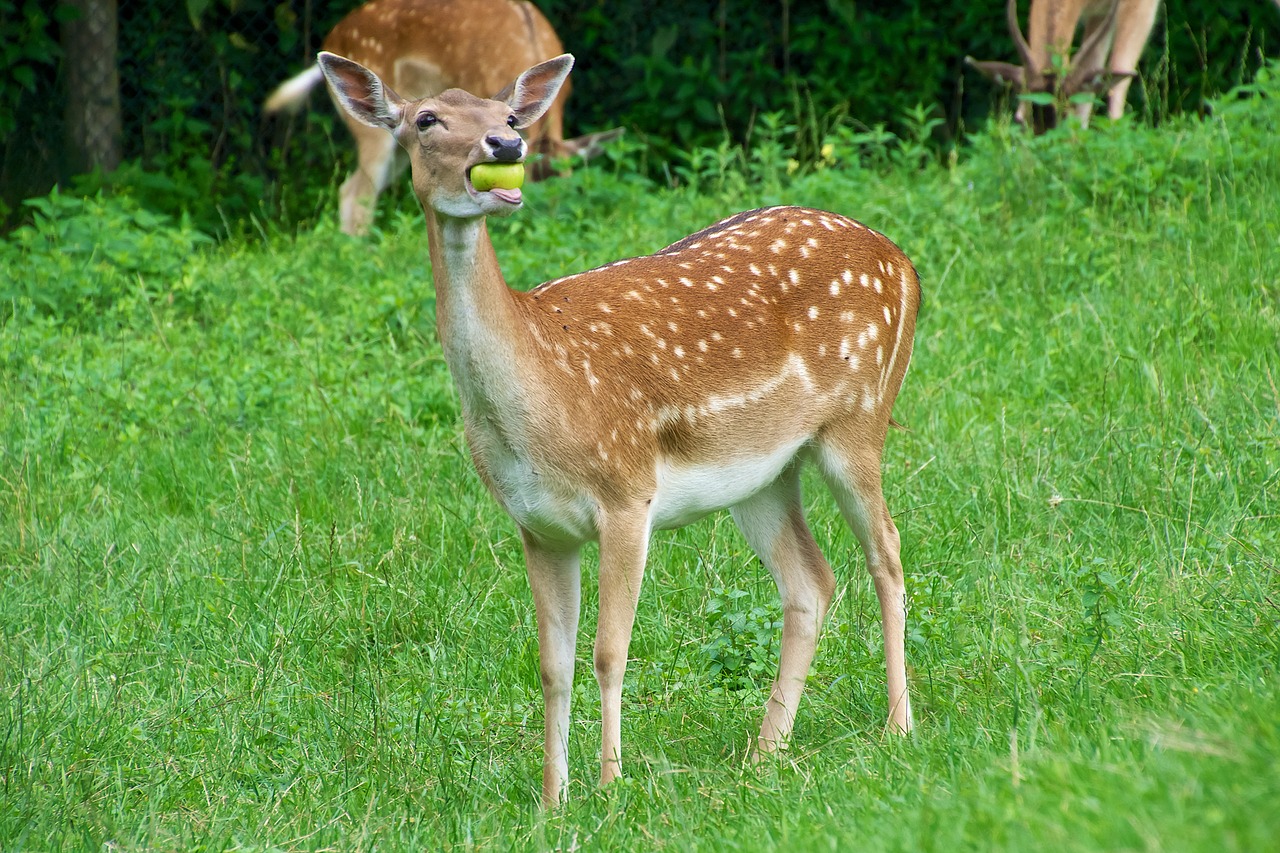 roe deer apple eat free photo