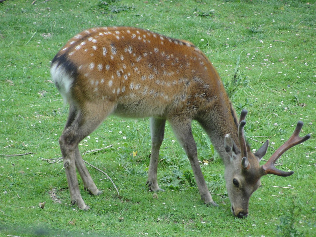 roe deer zoo animal free photo