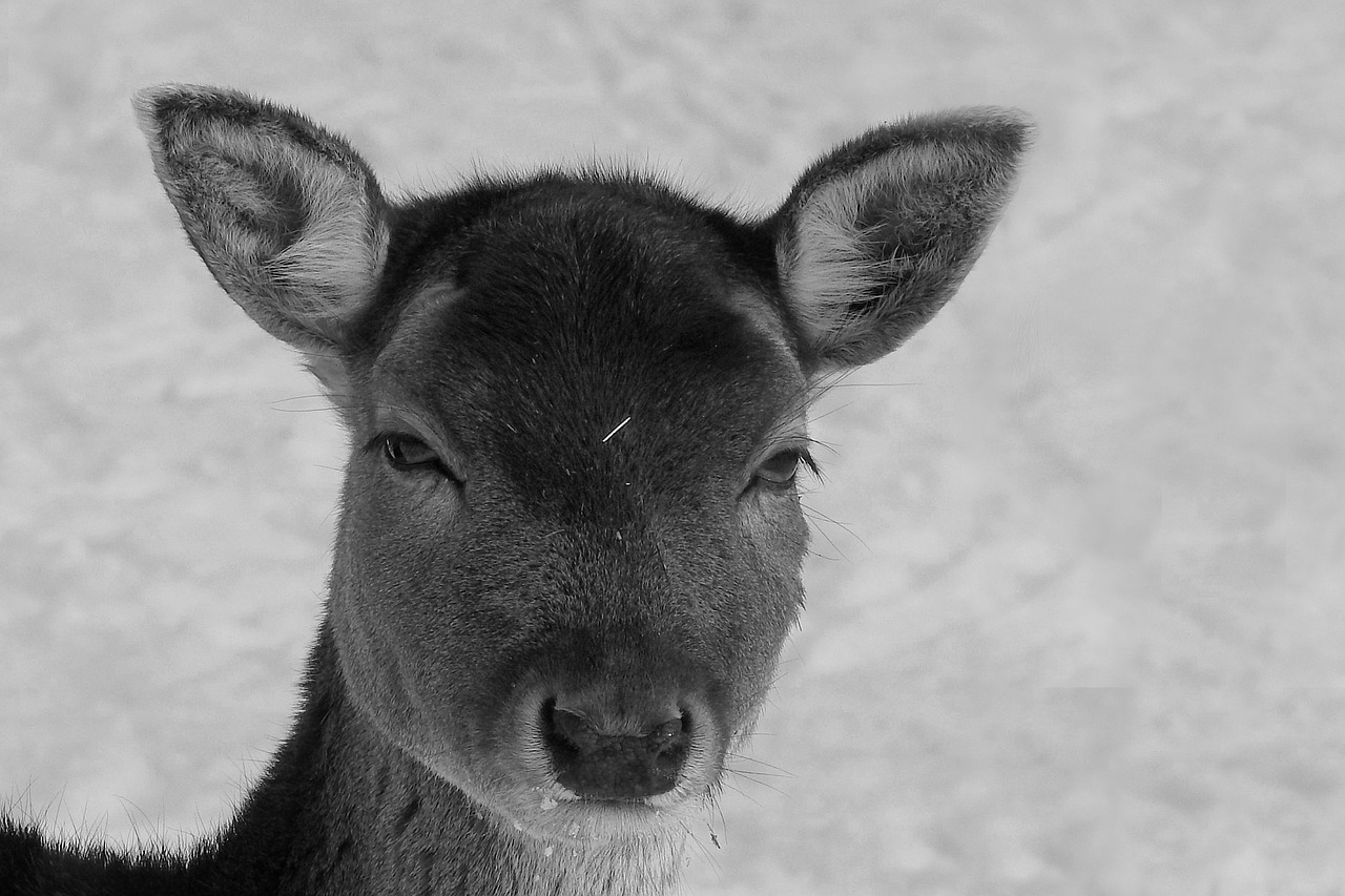 roe deer fallow deer wild free photo